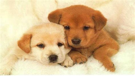 Cute Baby Puppies Wallpapers - Top Free Cute Baby Puppies Backgrounds - WallpaperAccess