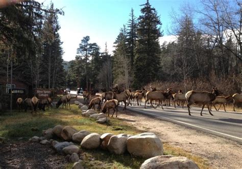 Wildlife Watching | River Spruce Cabins