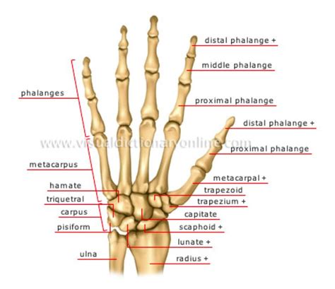 Anterior View Of Hand Bones Anatomy Hand Bone Medical