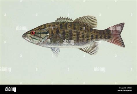 Micropterus Dolomieu Smallmouth Bass Fish Stock Photo Alamy