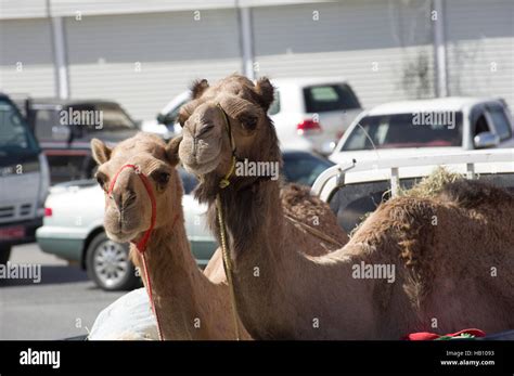 Camel Pair Hi Res Stock Photography And Images Alamy