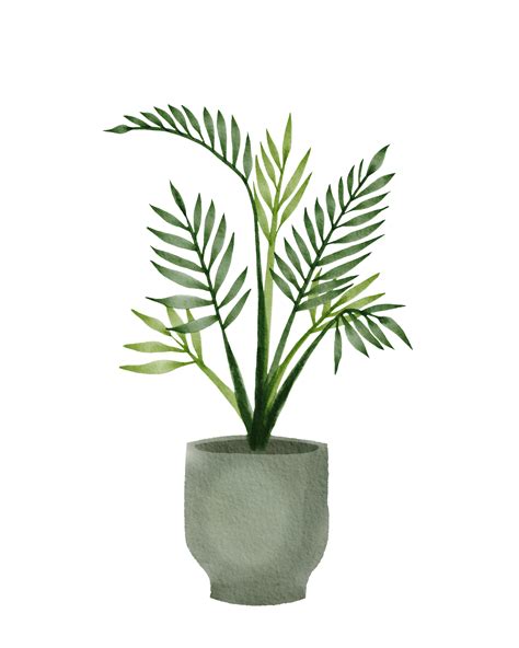 Houseplants Png Transparent