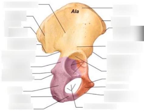 Bony Anatomy Pelvis Acetabulum Diagram Quizlet