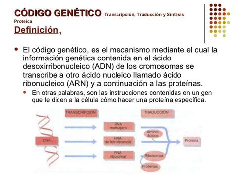 Codigo Genetico