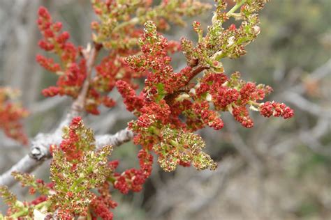 Tree Identification Pistacia Chinensis Chinese Pistache