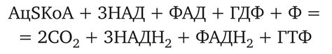 Гидролитический этап, Промежуточный этап, Цикл Кребса - Биохимия спорта