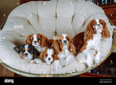 Retrato De Grupo De Cavaliers King Charles Spaniels De Colores Tricolor