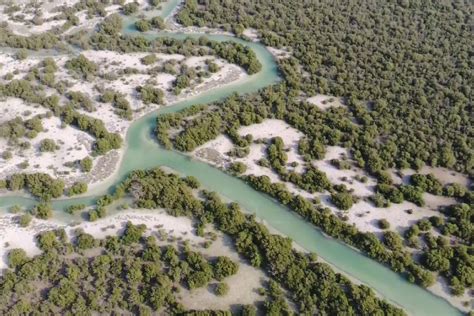 Fly Over Mangrove Forest And Doha City 365 Adventures Qatar