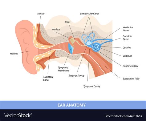 Human Ear Structure Anatomical Diagram Royalty Free Vector