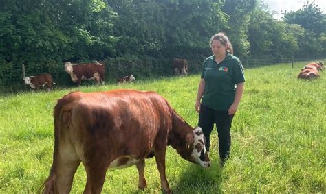 Traditional Hereford Cattle - Forge Mill Farm