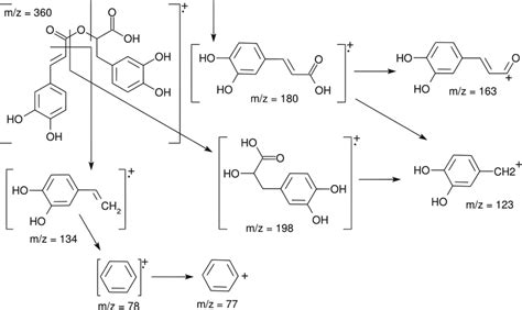 The Main Fragmentation Profile Of Rosmarinic Acid M Z Mass To Charge