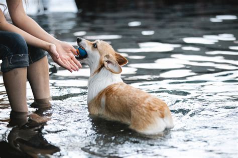 Comment apprendre à son chien à rapporter un objet AnimauxFun