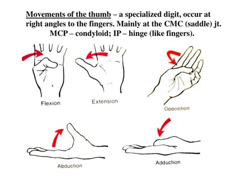 Ppt Muscles Of The Forearm Powerpoint Presentation Id 1783825