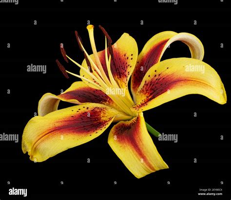 Yellow Burgundy Flower Of Lily Isolated On Black Background Stock