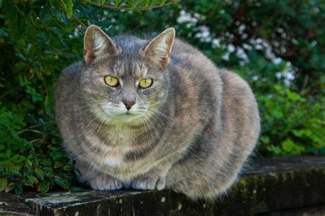 5 Popular Cat Breeds That You Are Likely To See In Pennsylvania Wise