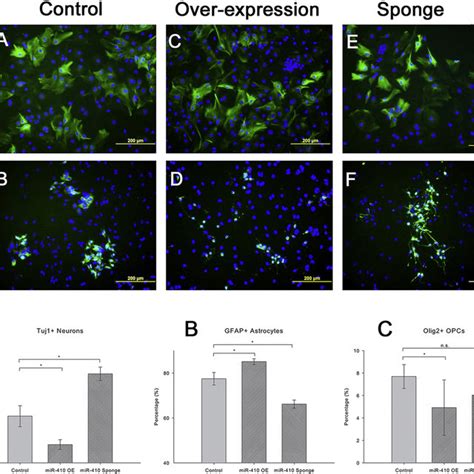 Effects Of MiR 410 Over Expression And Inhibition On Neuron Astrocyte