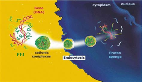 Figure From Transient Transfection Of Hek Cells In Suspension