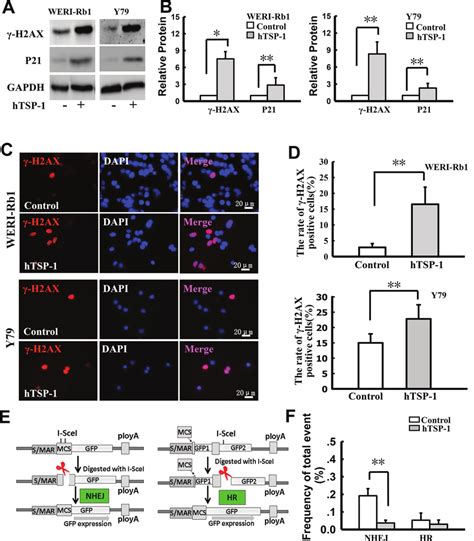 Htsp 1 Induces Dna Double Strand Breaks And Affects The Nhej In