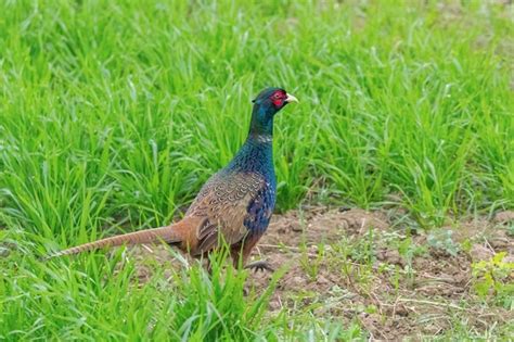 Premium Photo Ringneck Pheasant Male Phasianus Colchicus Ring Necked