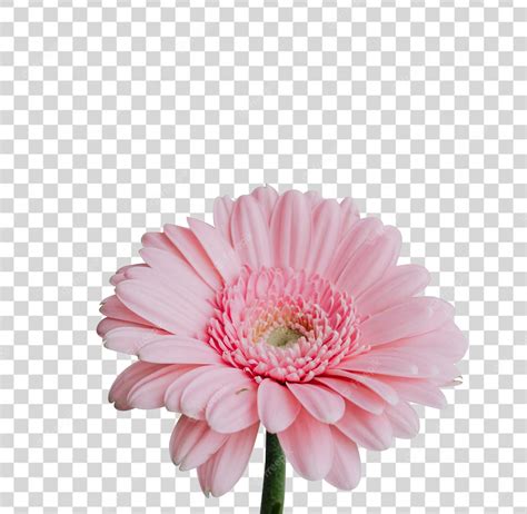 Pink Flower Clip Art Png