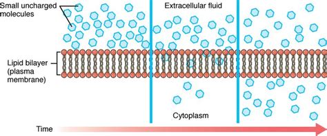 Diffusion - Definition and Examples - Biology Online Dictionary