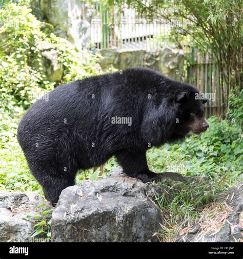 Malayan Sun Bear Stock Photo Alamy