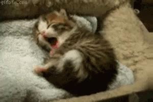 Cute Sleepy Kitten! GIF - Cute Kitten Sleepy GIFs | Say more with Tenor