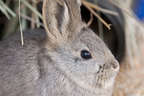 Pygmy rabbit -- The Oregon Zoo's endangered species :: The Oregonian