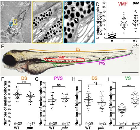 Pde Mutants Show Supernumerary Melanocytes And Iridophores In The