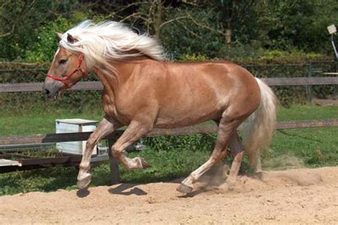 Haflinger Horse | pictures and information