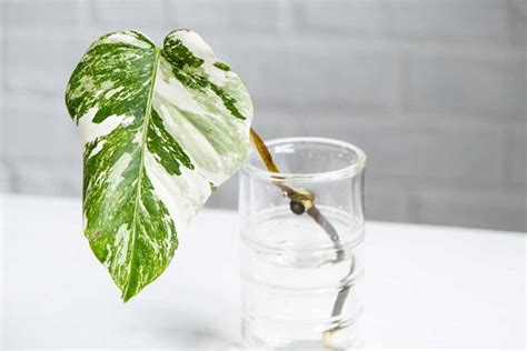 Plantes Faciles Bouturer Sur Son Balcon En Juillet