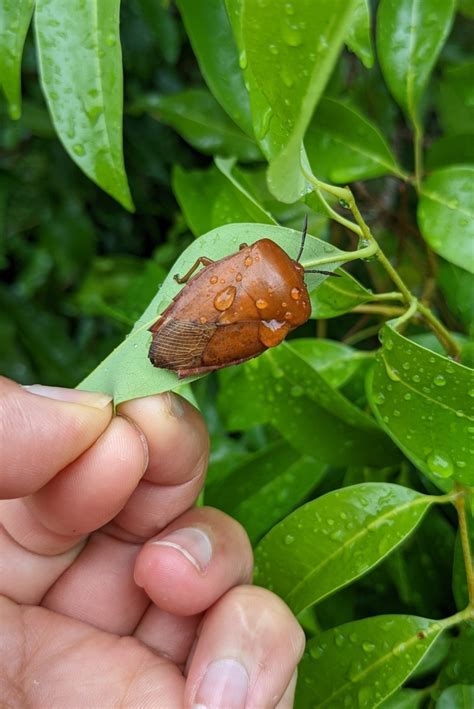 Lychee Stink Bug From 29 Hung Shing Ye Lamma Island Hong Kong On May