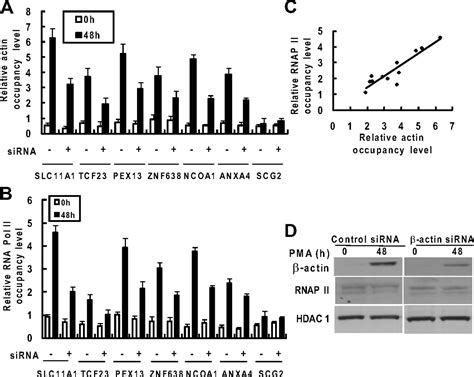 Nuclear Translocation Of Actin Is Involved In Transcriptional