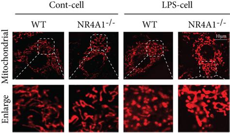 NR4A1 Deletion Inhibited LPS Induced Mitochondrial Injury Through