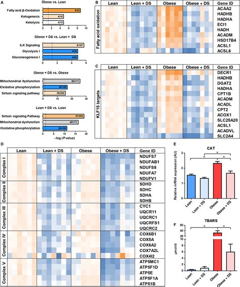 Pathway Analysis And Mitochondrial Gene Expression A Graphical