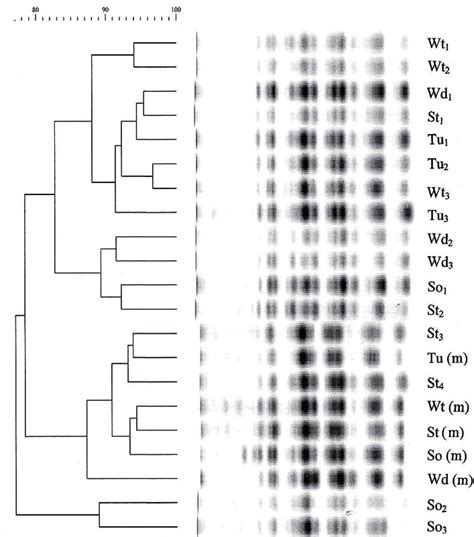 A Dendrogram Of Box Pcr Fingerprints Of Sixteen Isolates Of R