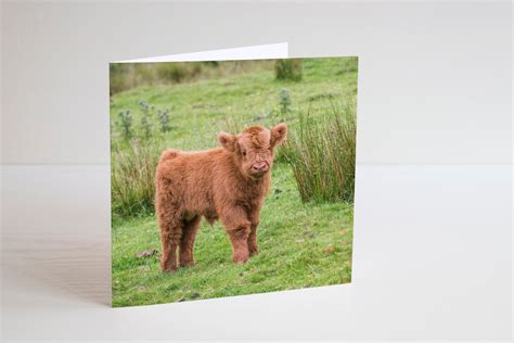 Baby Highland Cow Photography Greetings Card Blank