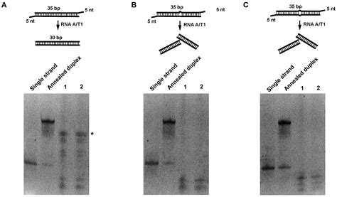 Molecules Free Full Text Rnaprotein Interactions Prevent Long Rna