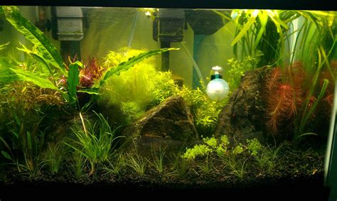 Suggestions for aquascape please! | The Planted Tank Forum