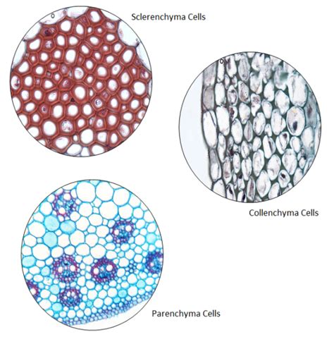 Parenchyma Cells In Plants