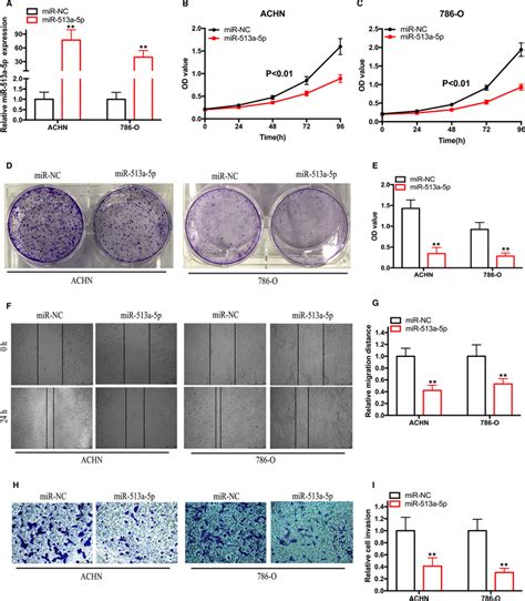 Overexpression Of MiR513a5p Restrains RCC Growth And Metastasis A