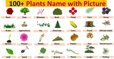 Plant Names List Of Common Types Of Plants And Trees