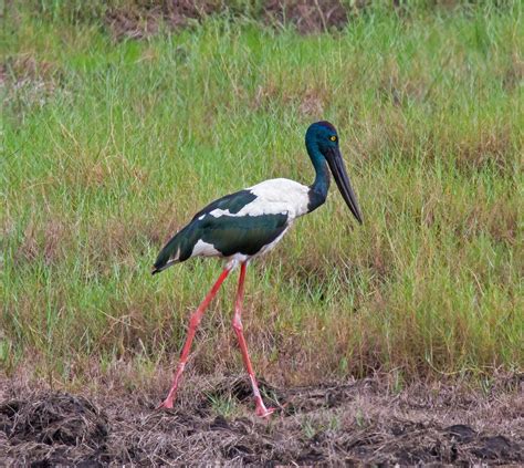 Jabiru Black Necked Stork Ephippiorynchus Asiaticaadu Flickr