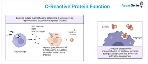 C reactive protein - Assay Genie