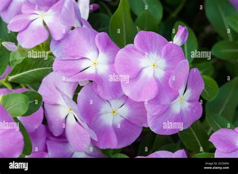 Vinca Rosea Flowers Blossom In The Garden Stock Photo Alamy