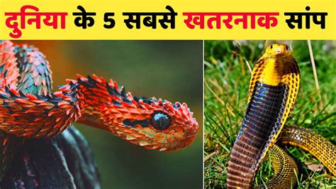 दुनिया के 5 सबसे खतरनाक सांप Most Dangerous Snake In The World