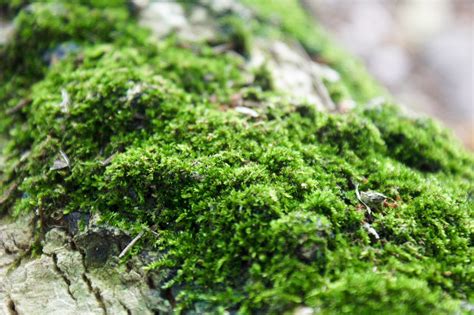 Green Moss Moss Close Up Grass Hd Wallpaper Wallpaper Flare