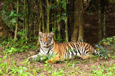 Hunt for wild tiger sighted at maize plantation in northern Thailand | Thaiger