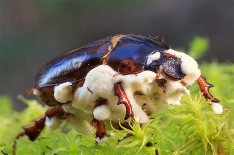 Enzimas Y Toxinas De Hongos Entomopat Genos Su Aplicaci N Potencial