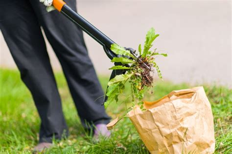 How To Control Annual Weeds Vs Perennial Weeds